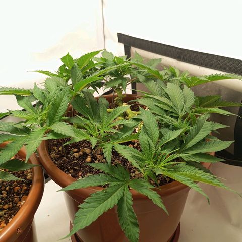 Critical +2 XXL Auto growlog timeline photo