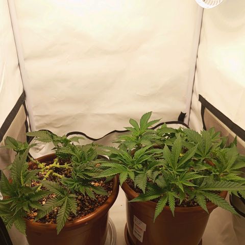 Critical +2 XXL Auto growlog timeline photo