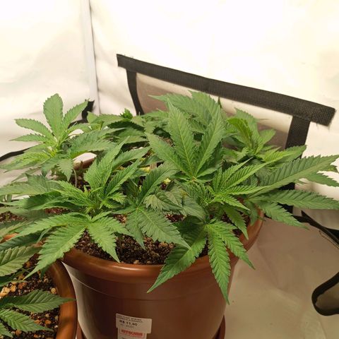Critical +2 XXL Auto growlog timeline photo