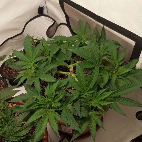 Critical +2 XXL Auto growlog timeline photo