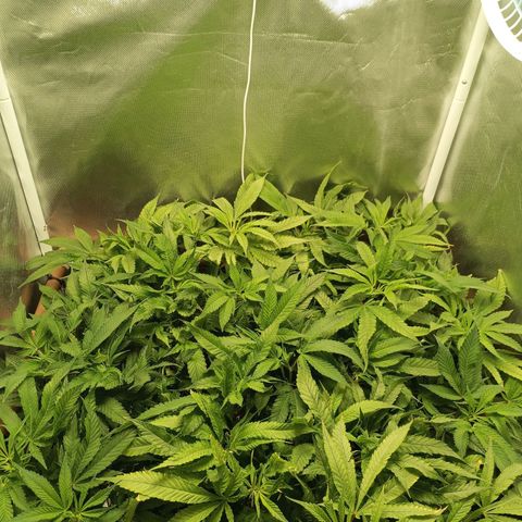 Lemon Haze growlog timeline photo