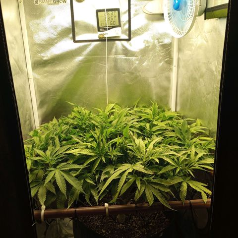 Lemon Haze growlog timeline photo
