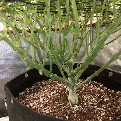 Lemon Haze growlog timeline photo