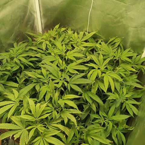 Lemon Haze growlog timeline photo