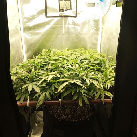 Lemon Haze growlog timeline photo