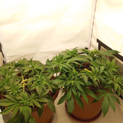 Critical +2 XXL Auto growlog timeline photo