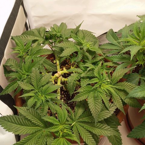 Critical +2 XXL Auto growlog timeline photo