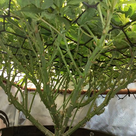Lemon Haze growlog timeline photo
