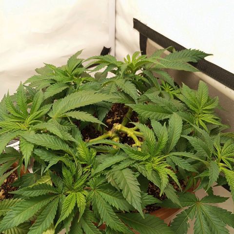 Critical +2 XXL Auto growlog timeline photo