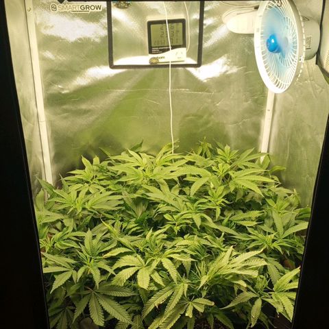 Lemon Haze growlog timeline photo