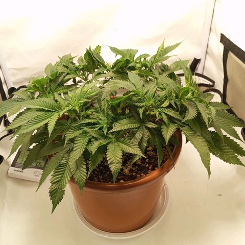 Critical +2 XXL Auto growlog timeline photo
