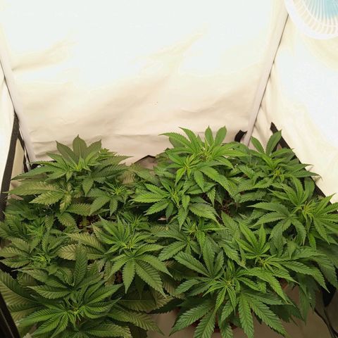 Critical +2 XXL Auto growlog timeline photo