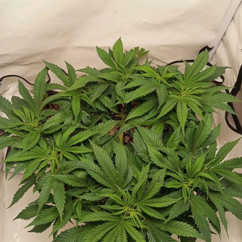 Critical +2 XXL Auto growlog timeline photo
