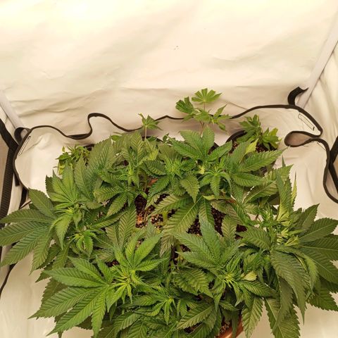 Critical +2 XXL Auto growlog timeline photo