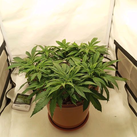 Critical +2 XXL Auto growlog timeline photo
