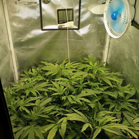 Lemon Haze growlog timeline photo