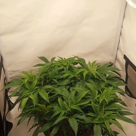Critical +2 XXL Auto growlog timeline photo