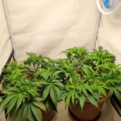 Critical +2 XXL Auto growlog timeline photo