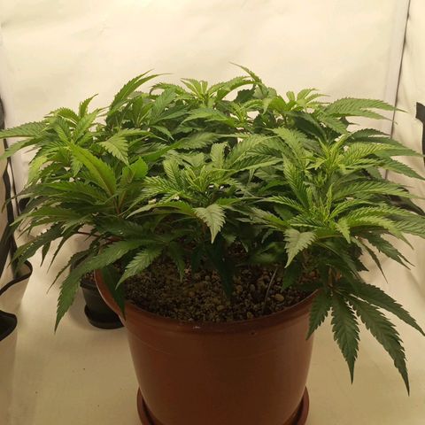 Critical +2 XXL Auto growlog timeline photo
