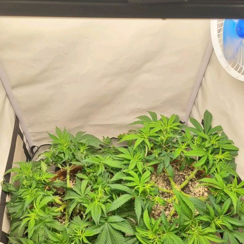 Critical +2 XXL Auto growlog timeline photo