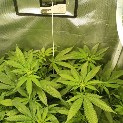 Lemon Haze growlog timeline photo
