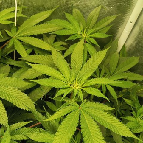 Lemon Haze growlog timeline photo