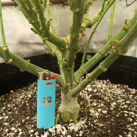 Lemon Haze growlog timeline photo