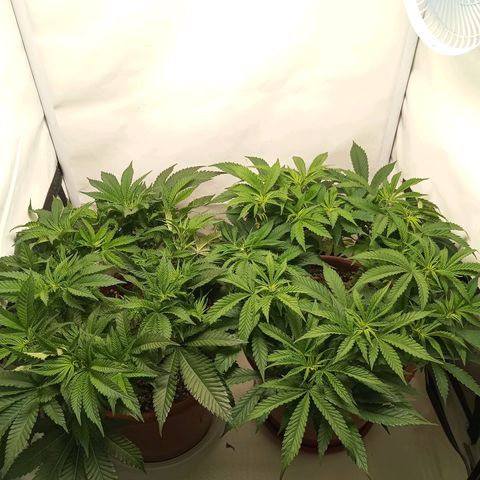 Critical +2 XXL Auto growlog timeline photo
