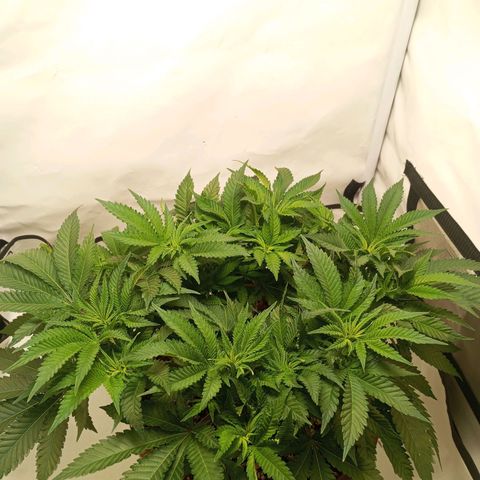 Critical +2 XXL Auto growlog timeline photo