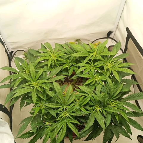 Critical +2 XXL Auto growlog timeline photo