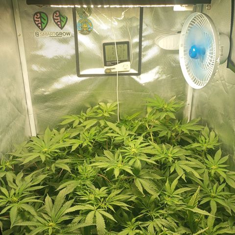 Lemon Haze growlog timeline photo
