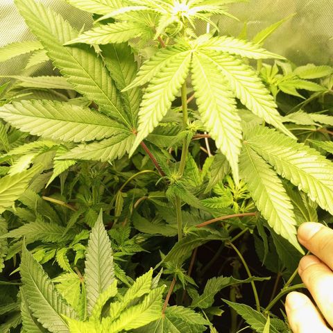 Lemon Haze growlog timeline photo