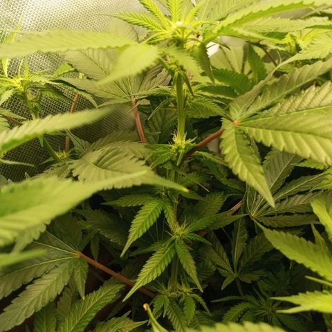 Lemon Haze growlog timeline photo