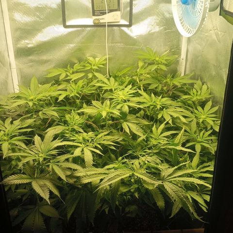 Lemon Haze growlog timeline photo