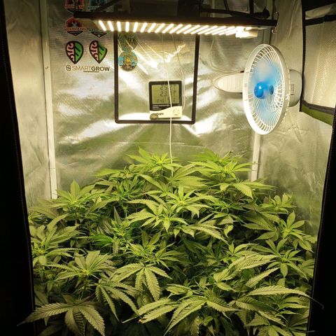 Lemon Haze growlog timeline photo