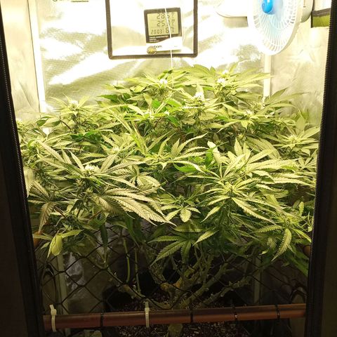 Lemon Haze growlog timeline photo