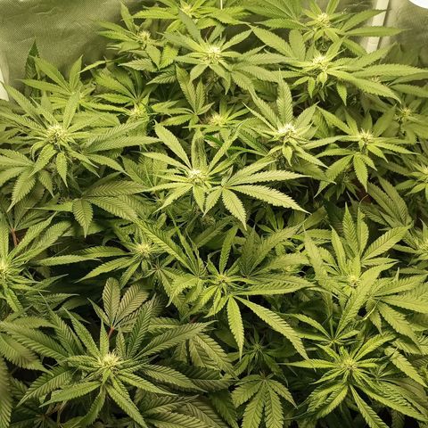 Lemon Haze growlog timeline photo