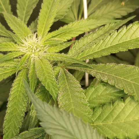Lemon Haze growlog timeline photo