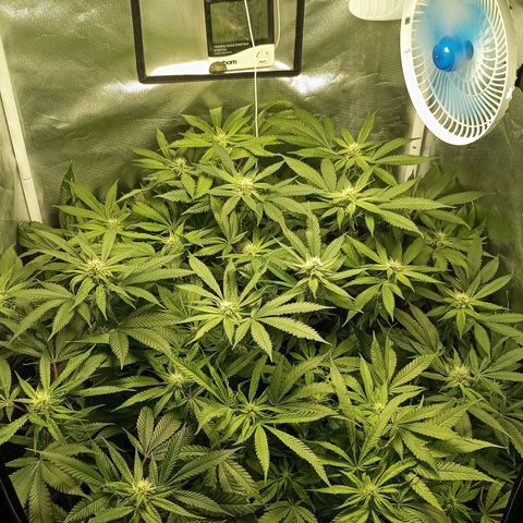 Lemon Haze growlog timeline photo