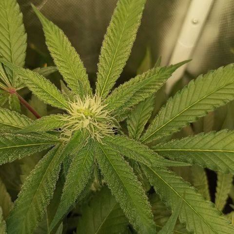 Lemon Haze growlog timeline photo