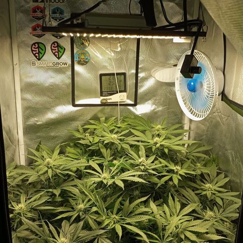 Lemon Haze growlog timeline photo