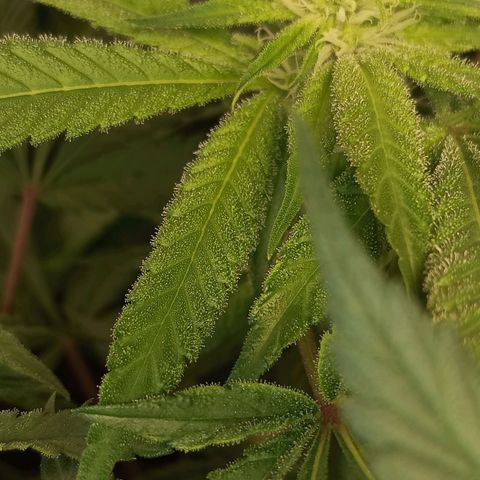 Lemon Haze growlog timeline photo