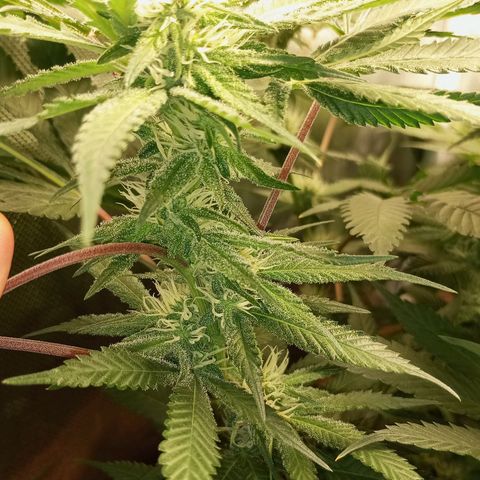 Lemon Haze growlog timeline photo
