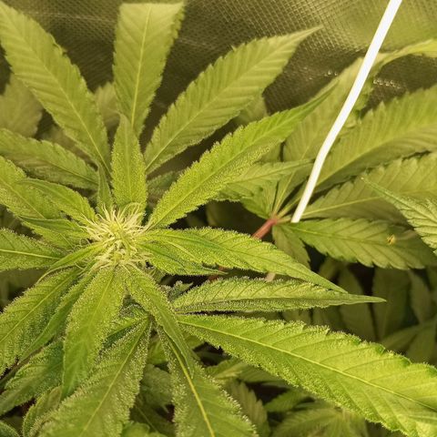 Lemon Haze growlog timeline photo