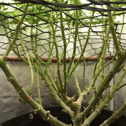 Lemon Haze growlog timeline photo