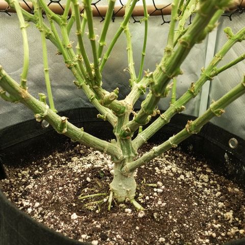 Lemon Haze growlog timeline photo