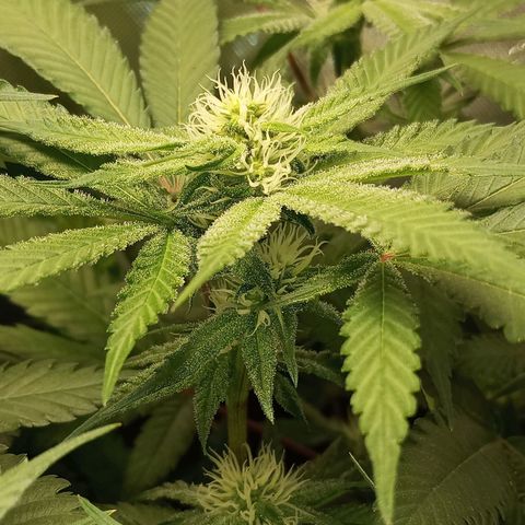 Lemon Haze growlog timeline photo