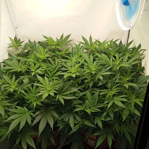 Critical +2 XXL Auto growlog timeline photo