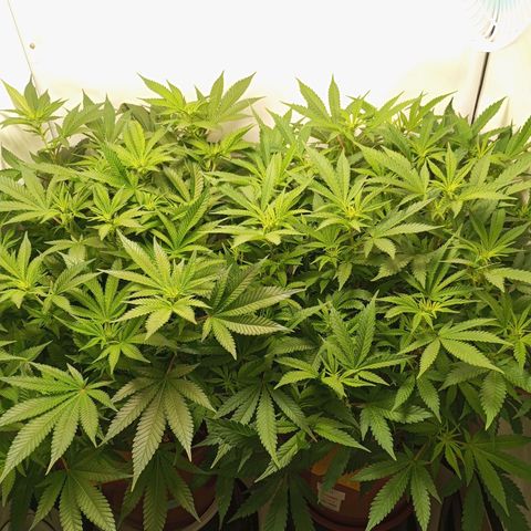 Critical +2 XXL Auto growlog timeline photo