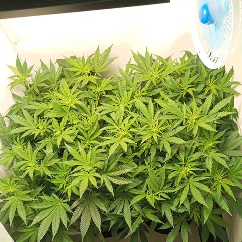 Critical +2 XXL Auto growlog timeline photo